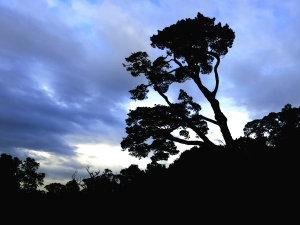 Dartington Cedar Tree “None can reach dawn without travelling the road of night” Kahil Gibran