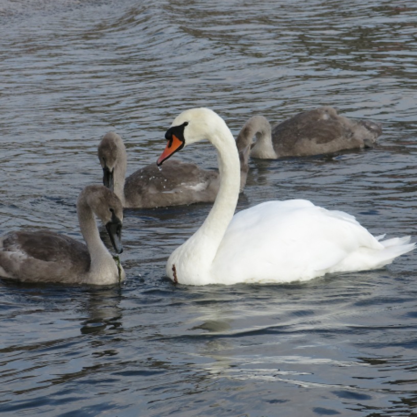 Sea Swan family